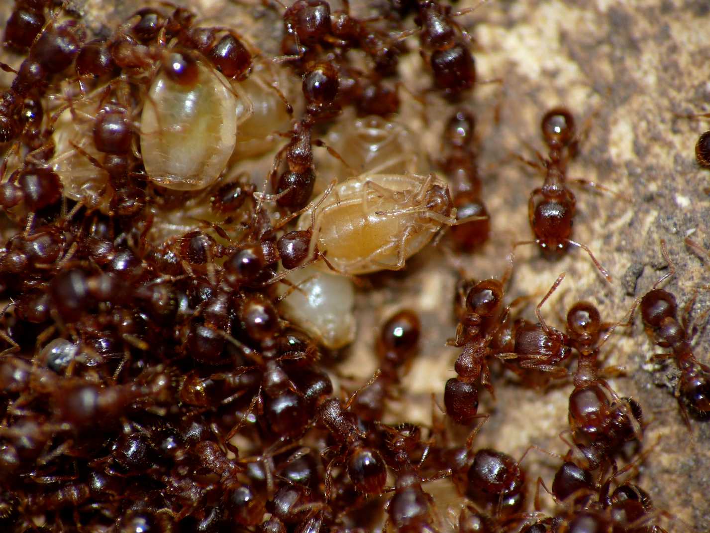 Aphididae ospiti delle formiche Tetramorium : Paracletus cimiciformis